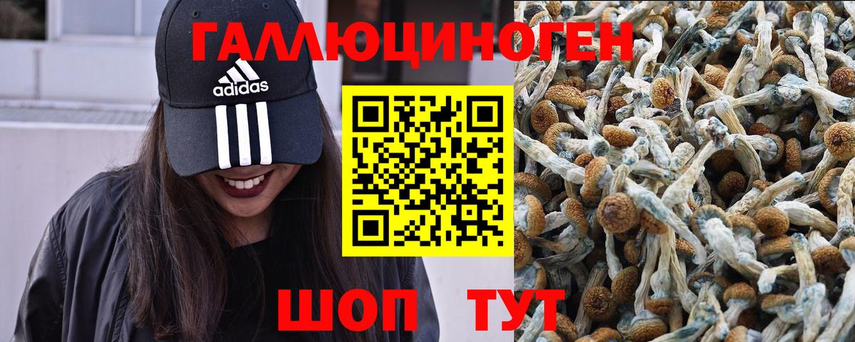 Мытищи  Галлюциногенные грибы Psilocybine cubensis  Вход с VPN 